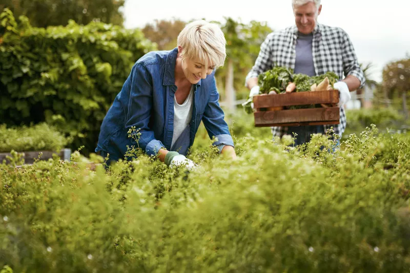 A couple in their vegetable garden.