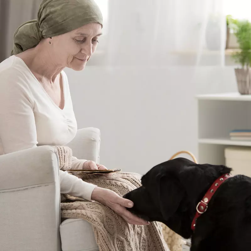 Hospice patient petting a black Labrador Retriever for comfort
